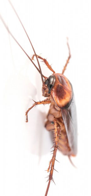 cockroach-brown