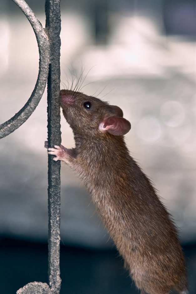 rat brown infestation
